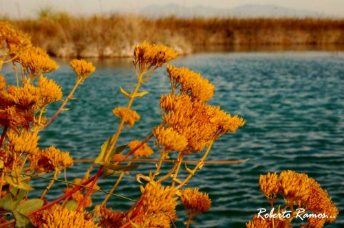 Fotografías menos votadas » Autor: Roberto Ramos - Galería: El 0asis del Desierto Cuatrocienegas - Fotografía: 