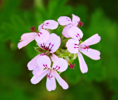 Fotografías menos votadas » Autor: Josemedin - Galería: Flora y Fauna - Fotografía: Flora