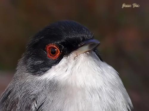 Fotografías menos votadas » Autor: Juan Fran - Galería: Aves - Fotografía: Cabecinegra macho	