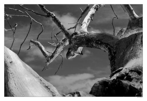 Fotos menos valoradas » Foto de mich - Galería: bn mich - Fotografía: arbol 1