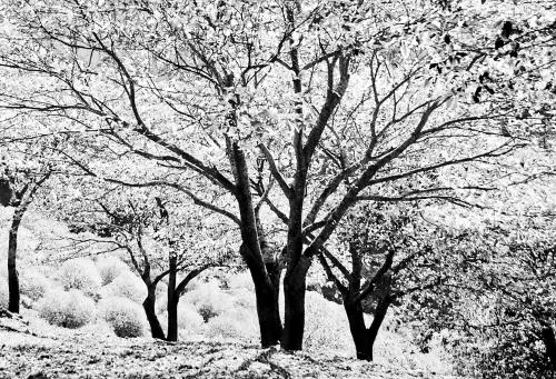 Fotos menos valoradas » Foto de mich - Galería: bn mich - Fotografía: nieve