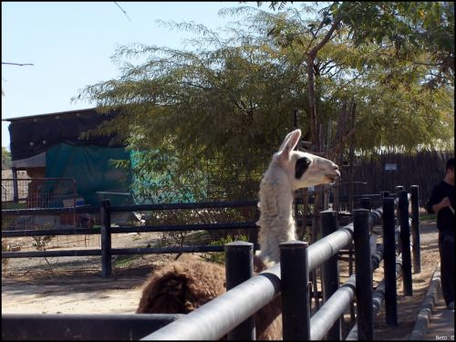 Fotografías menos votadas » Autor: Beto - Galería: Un  Paseo  al Zoo - Fotografía: 