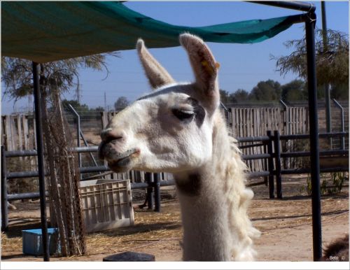 Fotografías menos votadas » Autor: Beto - Galería: Un  Paseo  al Zoo - Fotografía: 