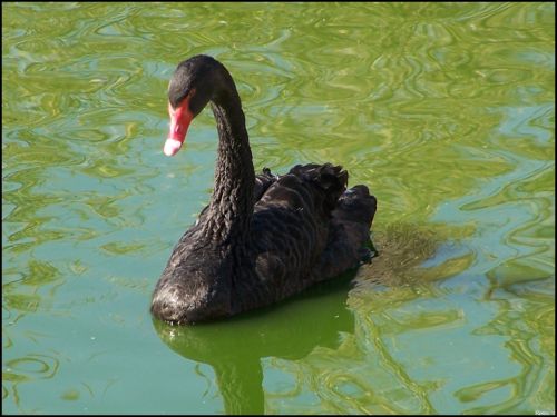 Fotografías menos votadas » Autor: Beto - Galería: Un  Paseo  al Zoo - Fotografía: 