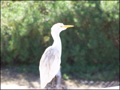 Fotografías menos votadas » Autor: Beto - Galería: Un  Paseo  al Zoo - Fotografía: 