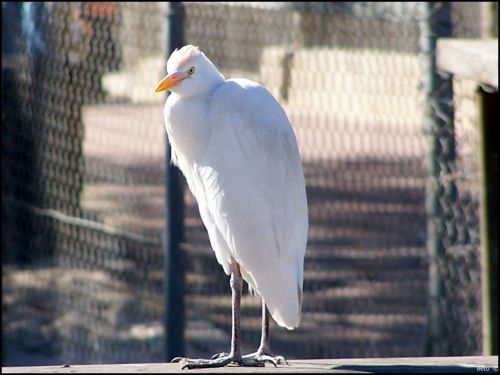 Fotografías menos votadas » Autor: Beto - Galería: Un  Paseo  al Zoo - Fotografía: 