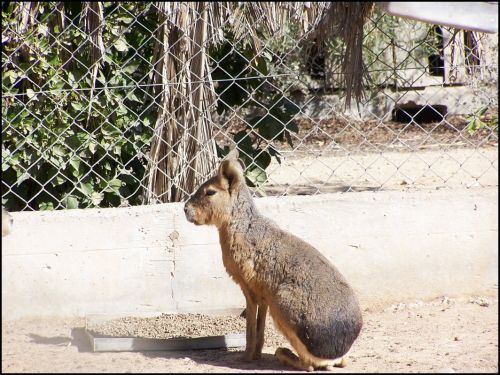 Fotografías menos votadas » Autor: Beto - Galería: Un  Paseo  al Zoo - Fotografía: 