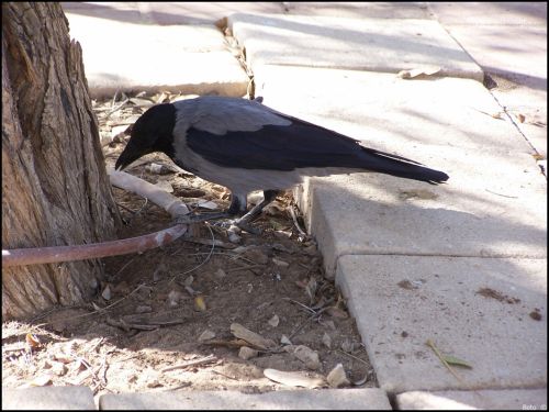 Fotografías menos votadas » Autor: Beto - Galería: Un  Paseo  al Zoo - Fotografía: 