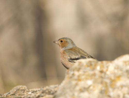 Fotografías menos votadas » Autor: Tunden - Galería: Pjaros - Fotografía: 	Pinzn Comn					