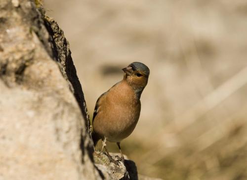 Fotografías menos votadas » Autor: Tunden - Galería: Pjaros - Fotografía: Curioso								