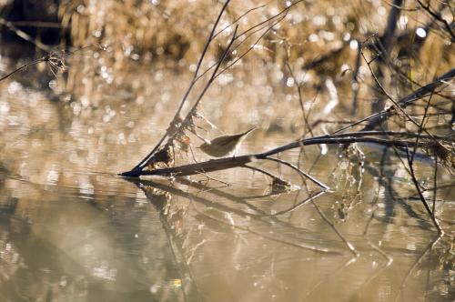 Fotografías menos votadas » Autor: Tunden - Galería: Pjaros - Fotografía: Entre luces							