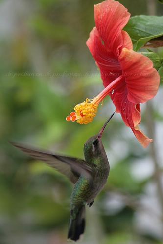 Fotografías menos votadas » Autor: Benjamin Probanza - Galería: Colibris - Fotografía: Colibri 8								