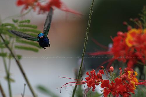 Fotografías menos votadas » Autor: Benjamin Probanza - Galería: Colibris - Fotografía: Colibri 9 								