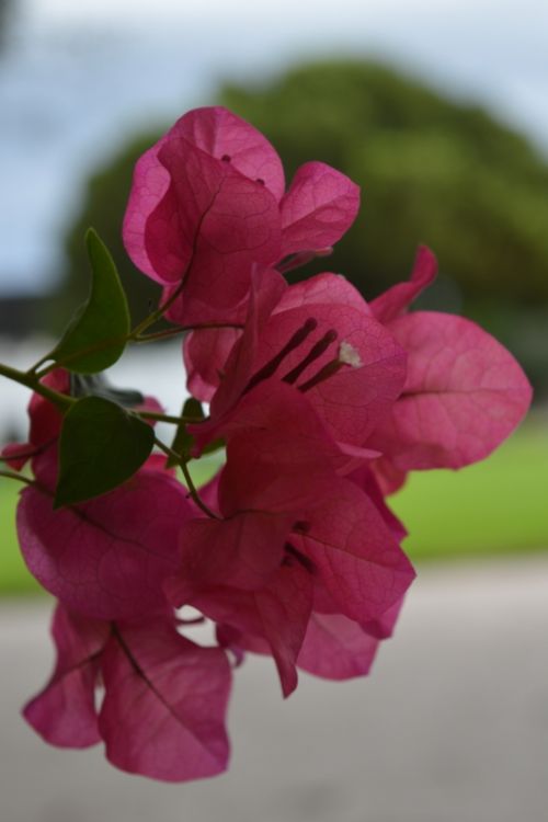 Fotografías menos votadas » Autor: Lenin Caraballo - Galería: Flores - Fotografía: 