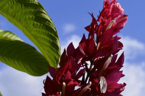 Fotografías menos votadas » Autor: Lenin Caraballo - Galería: Flores - Fotografía: 