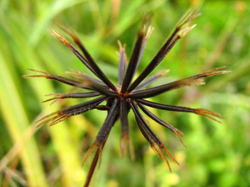 Fotos mas valoradas » Foto de Denys Damasceno Rodrigues - Galería: Super macro - Fotografía: Carrapixo