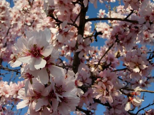 Fotografías menos votadas » Autor: lilil - Galería: Natu - Fotografía: En flor