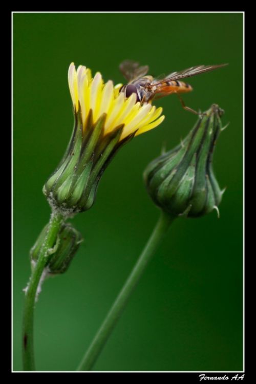 Fotografías menos votadas » Autor: Fernando Alonso A. - Galería: ARBOLEDA - Fotografía: 