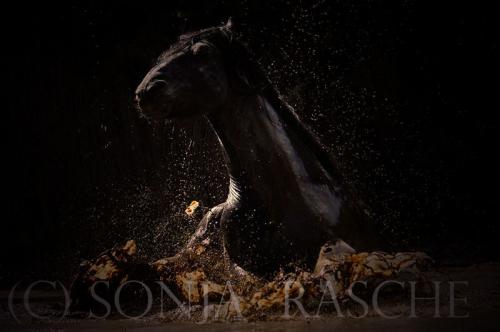 Fotos menos valoradas » Foto de Sonja Rasche - Galería: Caballos - Fotografía: En el agua