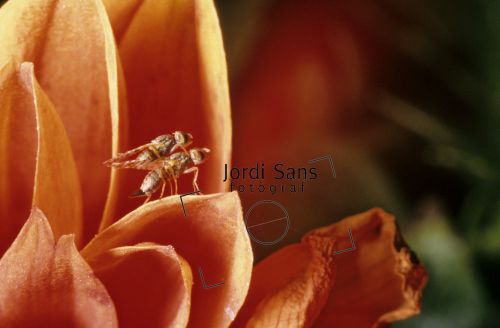 Fotografías menos votadas » Autor: Jsansimage - Galería: Paisaje y macro - Fotografía: 