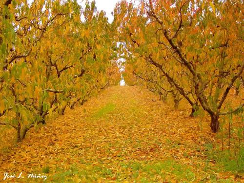 Fotos mas valoradas » Foto de vagabu - Galería: Diversidad en la naturaleza. - Fotografía: Colorido otoal.