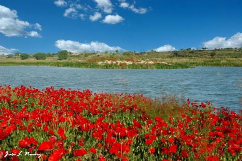 Fotos mas valoradas » Foto de vagabu - Galería: Diversidad en la naturaleza. - Fotografía: colorido otoal II