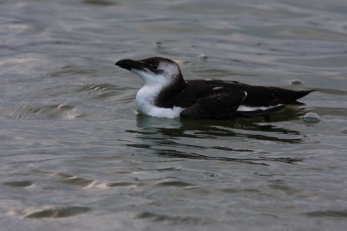 Fotos menos valoradas » Foto de Diego Sarmiento - Galería: Aves de Espaa - Fotografía: Alca Comun