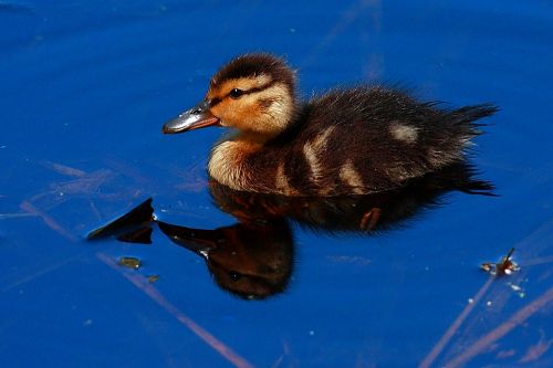 Fotos mas valoradas » Foto de Diego Sarmiento - Galería: Aves de Espaa - Fotografía: Anade Azulon