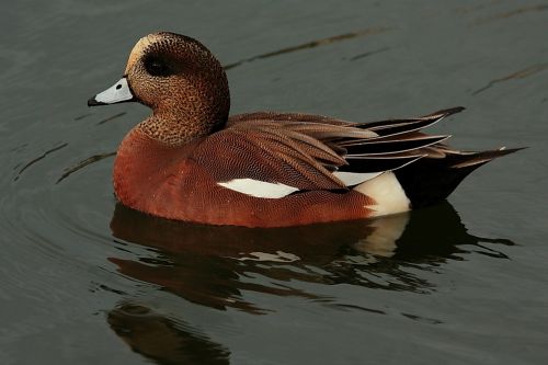 Fotos mas valoradas » Foto de Diego Sarmiento - Galería: Aves de Espaa - Fotografía: Anade Silbon Ameri