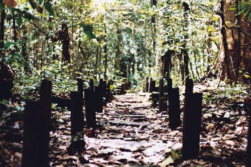 Fotos mas valoradas » Foto de jason Acero - Galería: Amazonas 1 - Fotografía: Camino Amacayacu.