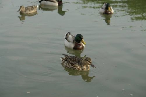 Fotografías menos votadas » Autor: fopeco - Galería: Paseo por el Parque de Cabecera - Fotografía: Patos