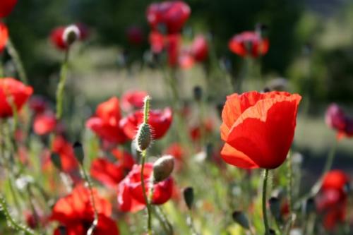 Fotos mas valoradas » Foto de diegodi - Galería: Cosas Diversas - Fotografía: Reflejos en rojo