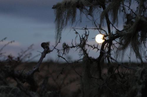 Fotografías menos votadas » Autor:  - Galería: Fotoclub ???? - Fotografía: Lobos o fantasmas 