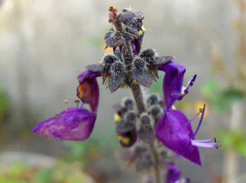 Fotografías menos votadas » Autor:  - Galería: Flores y algo mas - Fotografía: Mantis?