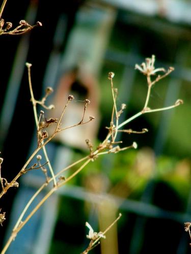 Fotografías menos votadas » Autor: ///Yamuna Devi Dasi/// - Galería: Del Negro Al Blanco!! - Fotografía: 