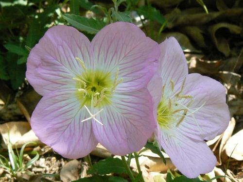 Fotos menos valoradas » Foto de Guillermo Bernal - Galería: Luz y Senderos II - Fotografía: Flores