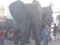 Fotos de Exito de Wichy - Foto La Habana - Elefantes por la Habana