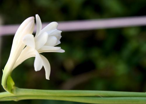 Fotografías menos votadas » Autor: Guadalupe Vela - Galería: Flores - Fauna - Naturaleza - Fotografía: Nardo