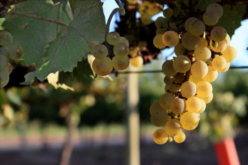 Fotografías menos votadas » Autor: Guadalupe Vela - Galería: Flores - Fauna - Naturaleza - Fotografía: Uvas Chardonnay