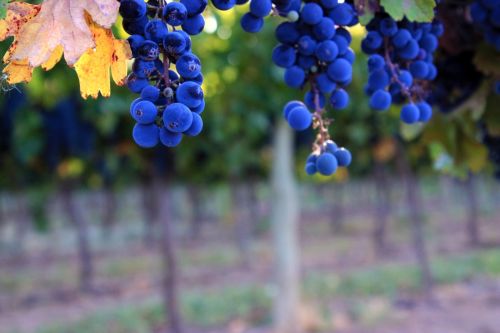 Fotografías menos votadas » Autor: Guadalupe Vela - Galería: Flores - Fauna - Naturaleza - Fotografía: Uvas Pinot