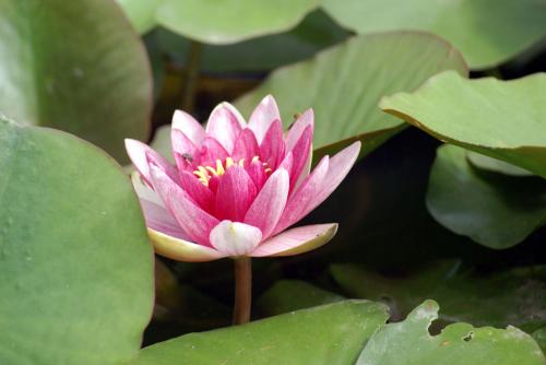 Fotos mas valoradas » Foto de fotojf - Galería: paseando en el parque - Fotografía: flor