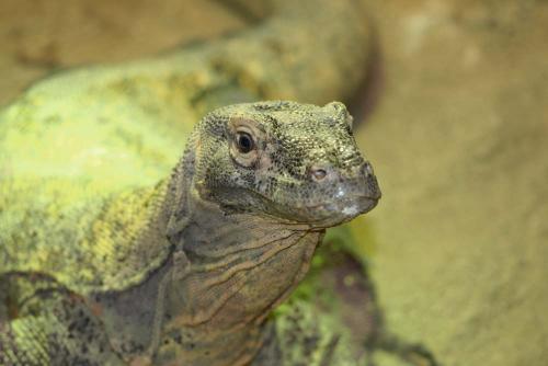 Fotografías menos votadas » Autor: gelat - Galería: Total Zoo - Fotografía:  Dragon De Komodo