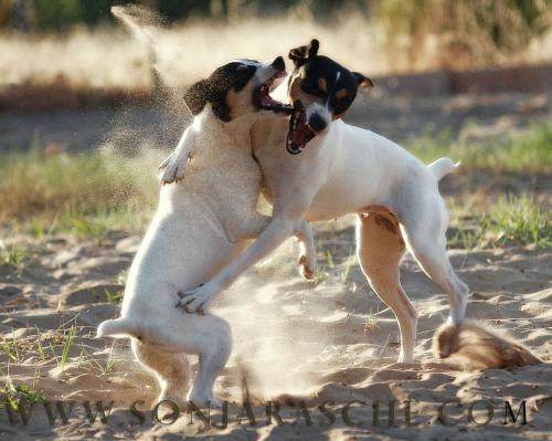 Fotos menos valoradas » Foto de Sonja Rasche - Galería: Perros - Fotografía: Luchandos