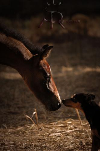 Fotos mas valoradas » Foto de Sonja Rasche - Galería: Perros - Fotografía: Hacer amigos