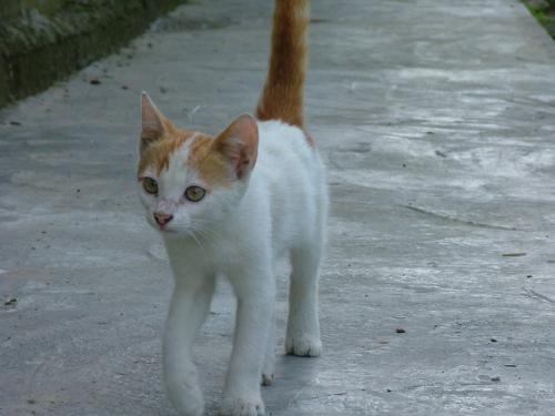 Fotos menos valoradas » Foto de DaBossPlaya - Galería: de viaje - Fotografía: gato