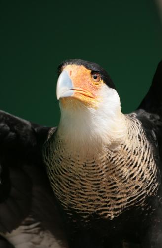 Fotografías menos votadas » Autor: LUIS GERSY GONZALES - Galería: AQUELLOS QUE NO TIENEN VOZ - Fotografía: CARACARA