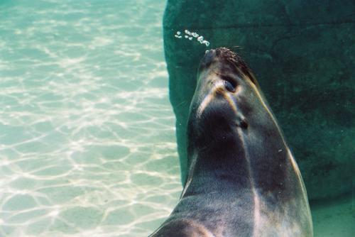 Fotografías menos votadas » Autor: LUIS GERSY GONZALES - Galería: AQUELLOS QUE NO TIENEN VOZ - Fotografía: LOBO DE MAR