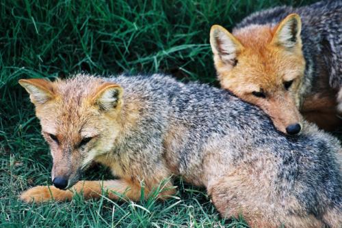 Fotografías menos votadas » Autor: LUIS GERSY GONZALES - Galería: AQUELLOS QUE NO TIENEN VOZ II - Fotografía: ZORRO ANDINO