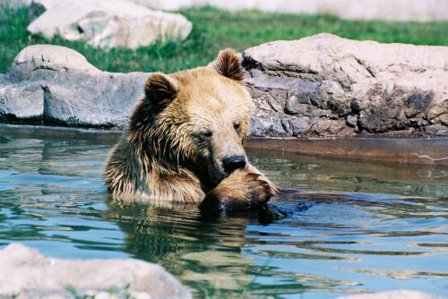 Fotografías menos votadas » Autor: LUIS GERSY GONZALES - Galería: AQUELLOS QUE NO TIENEN VOZ III - Fotografía: OSO PARDO