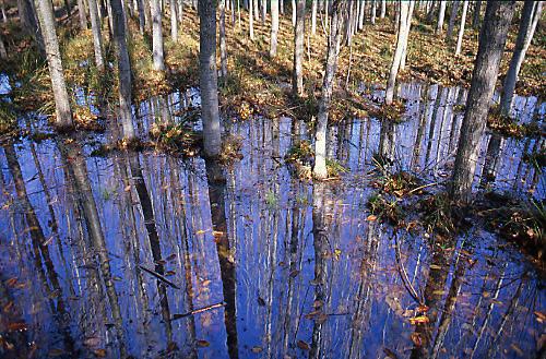 Fotos menos valoradas » Foto de Sin Nombre - Galería: Naturaleza Intima - Fotografía: Charca